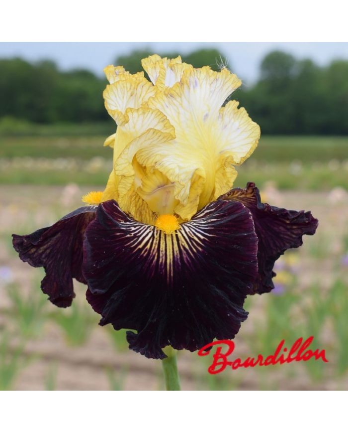 Iris : Reckless Abandon