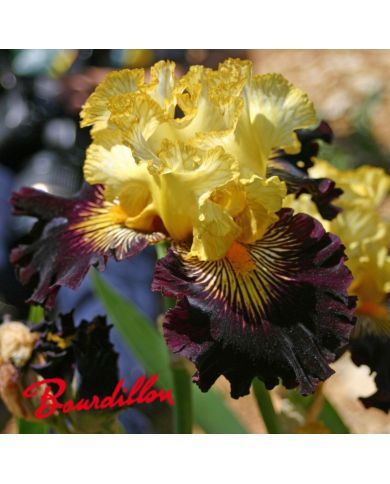 Iris : Reckless Abandon