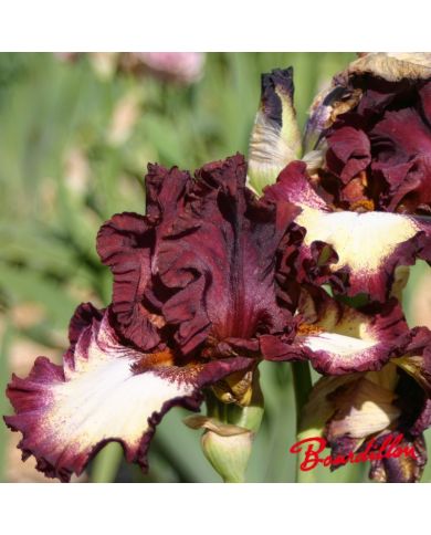 Iris : Class Ring