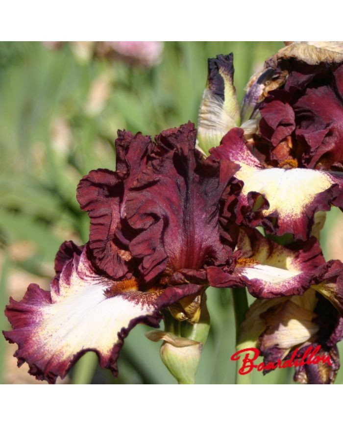 Iris : Class Ring