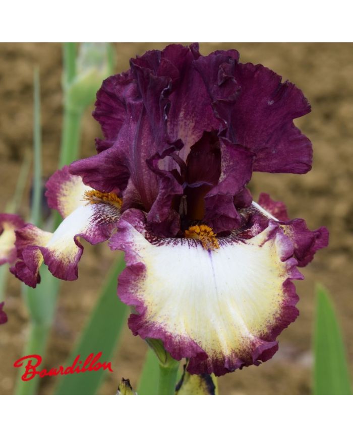 Iris : Class Ring