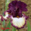 Iris : Class Ring