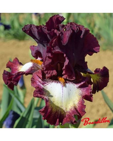 Iris : Class Ring