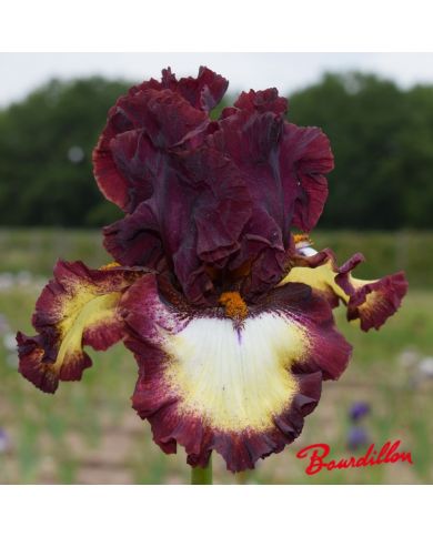 Iris : Class Ring