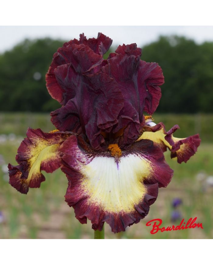 Iris : Class Ring