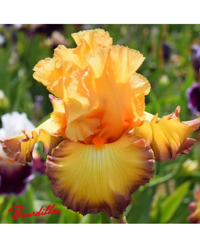 Iris : Glimmer Of Hope