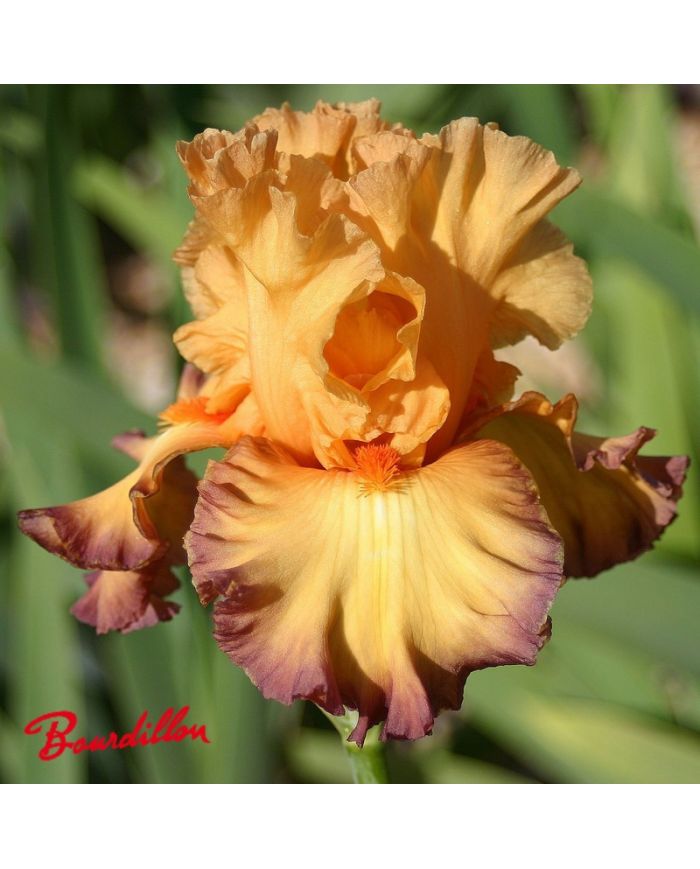 Iris : Glimmer Of Hope