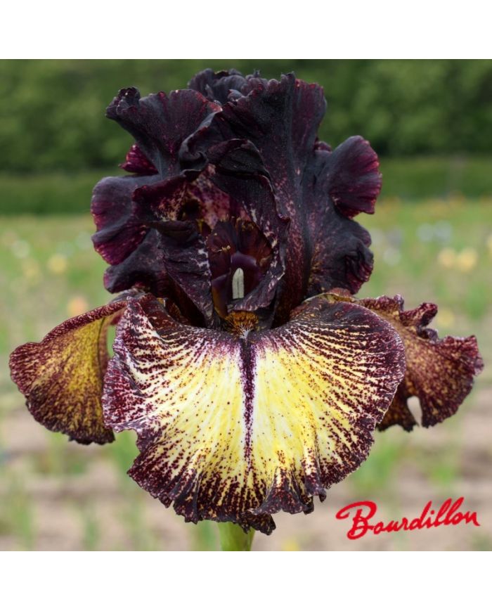 Iris : Sorbonne