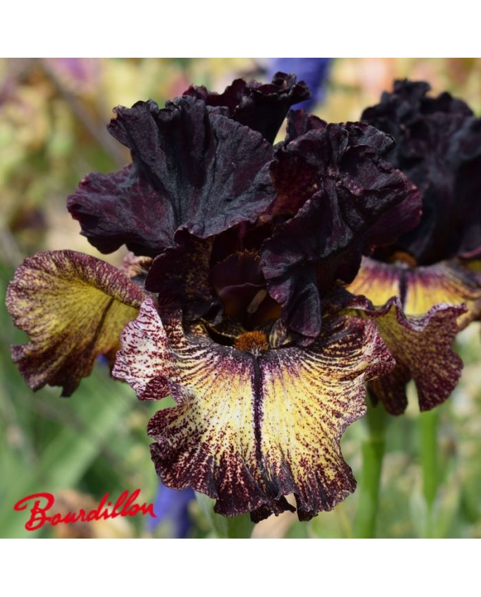 Iris : Sorbonne