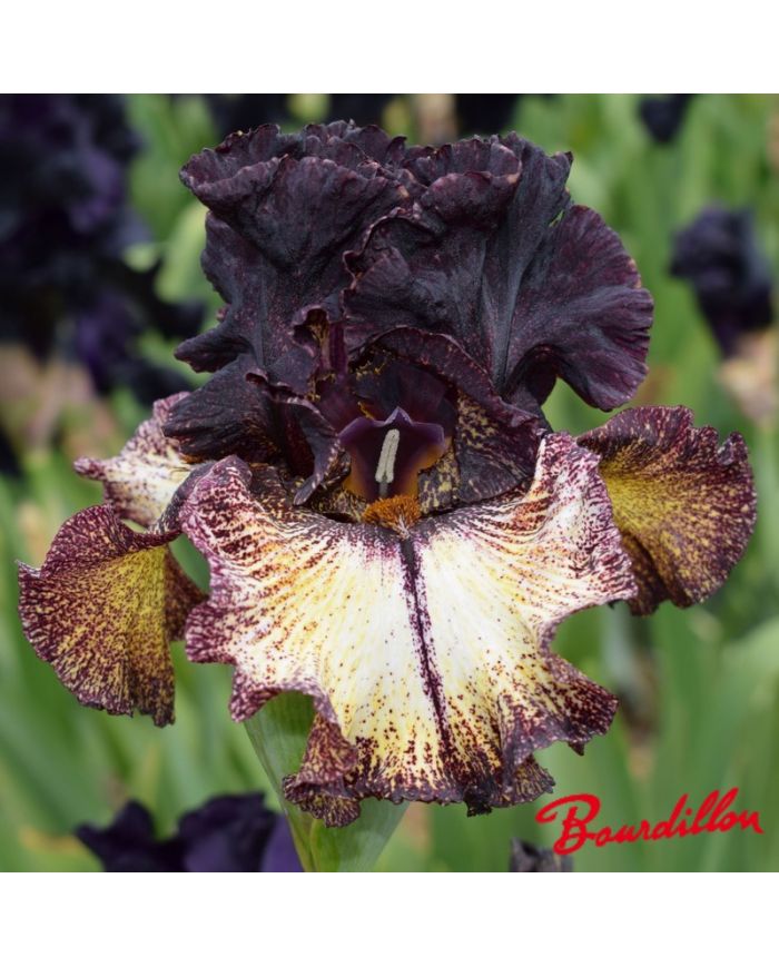 Iris : Sorbonne