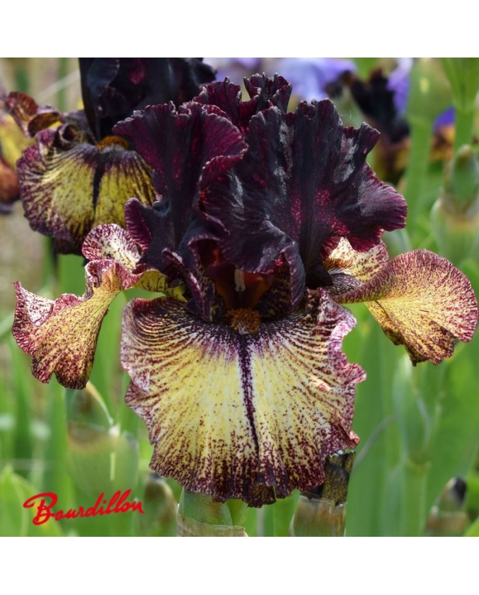 Iris : Sorbonne