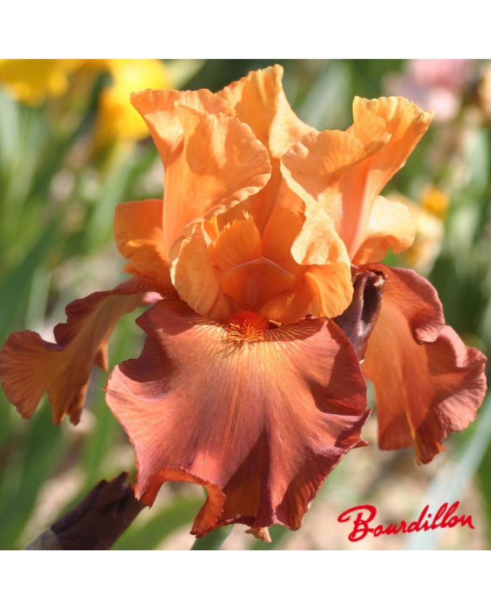 Iris : Lovely Senorita