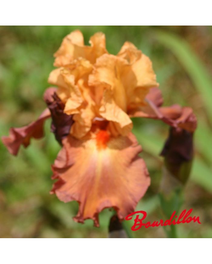Iris : Lovely Senorita