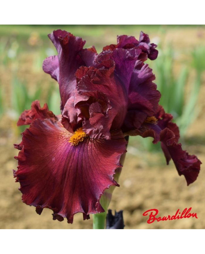 Iris : Ready For My Closed Up