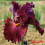 Iris : Ready For My Closed Up
