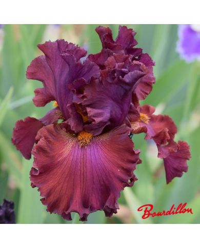 Iris : Ready For My Closed Up