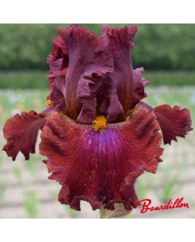 Iris : Ready For My Closed Up