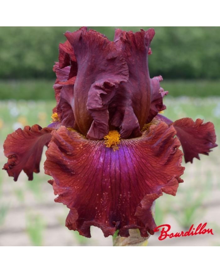 Iris : Ready For My Closed Up