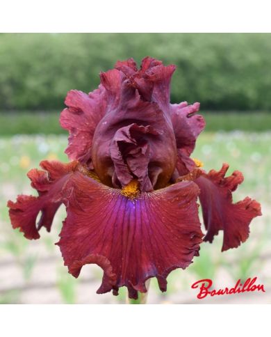 Iris : Ready For My Closed Up