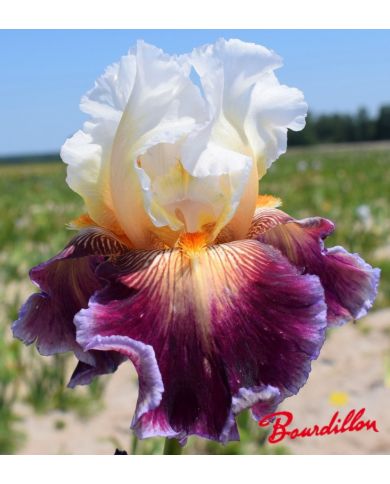 Iris : Care To Dance