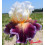 Iris : Care To Dance