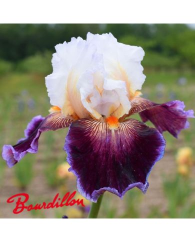 Iris : Care To Dance