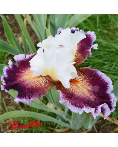 Iris : Care To Dance