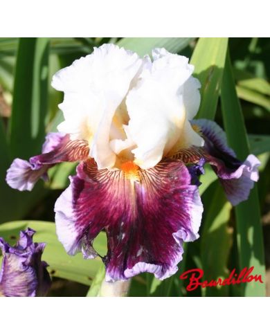 Iris : Care To Dance