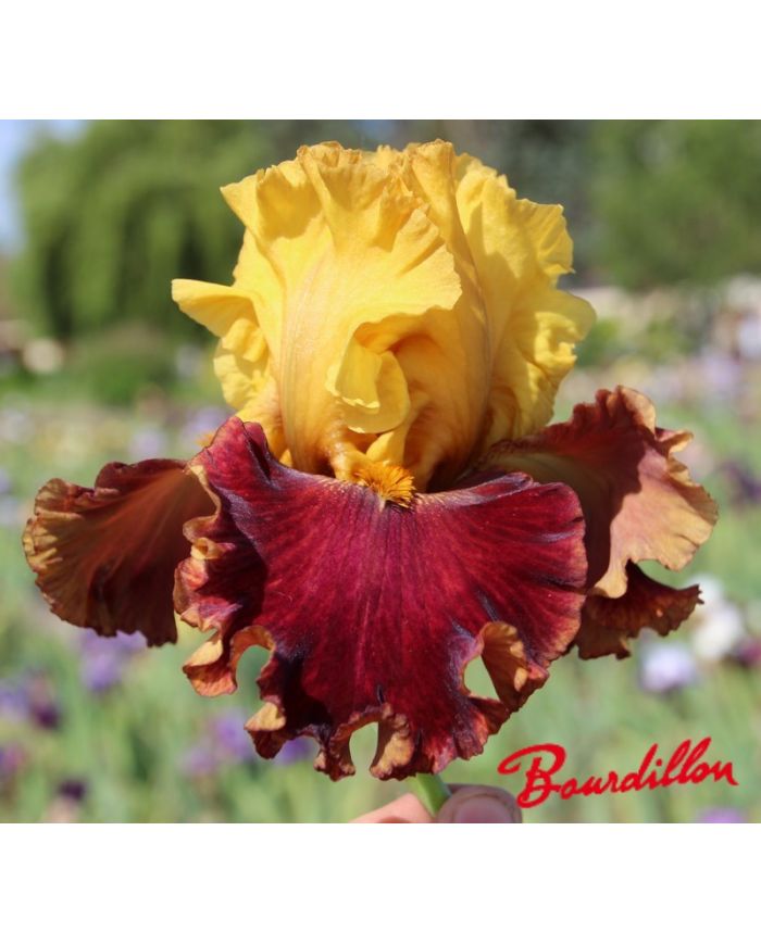 Iris : Chaleur Torride