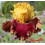 Iris : Chaleur Torride