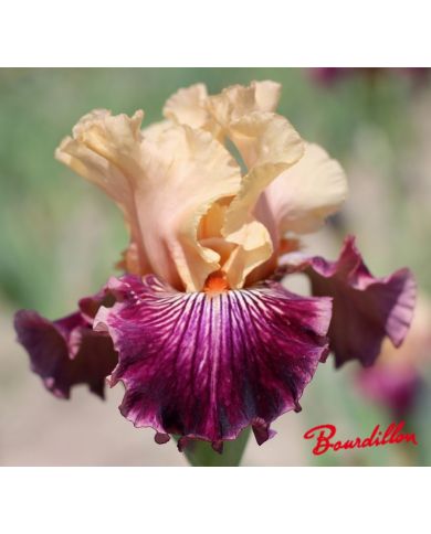 Iris : Cocktail Explosif