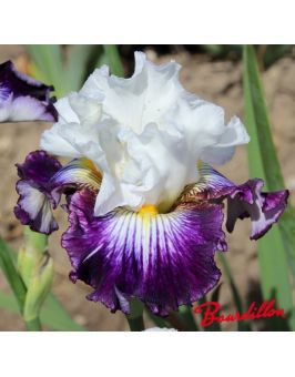 Iris : FragranceDes Sables