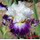 Iris : Fragrant Des Sables