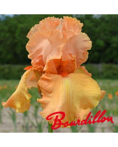 Iris : Autumn Riesling
