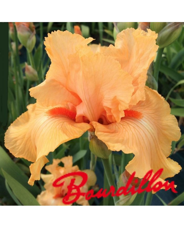 Iris : Autumn Riesling