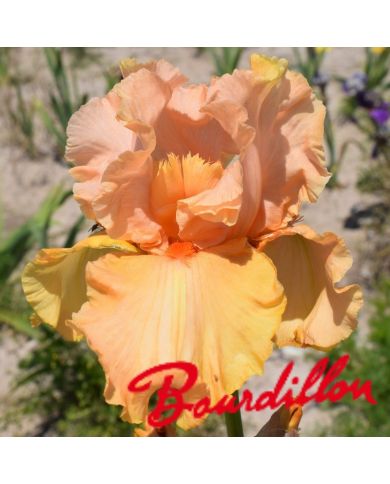 Iris : Autumn Riesling
