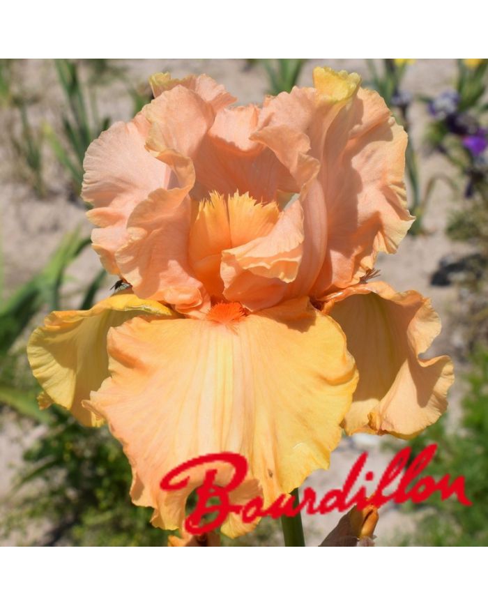 Iris : Autumn Riesling