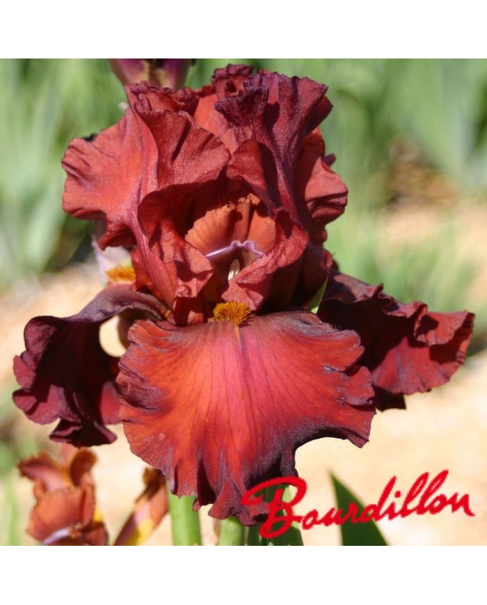 Iris : Bev