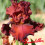 Iris : Bev