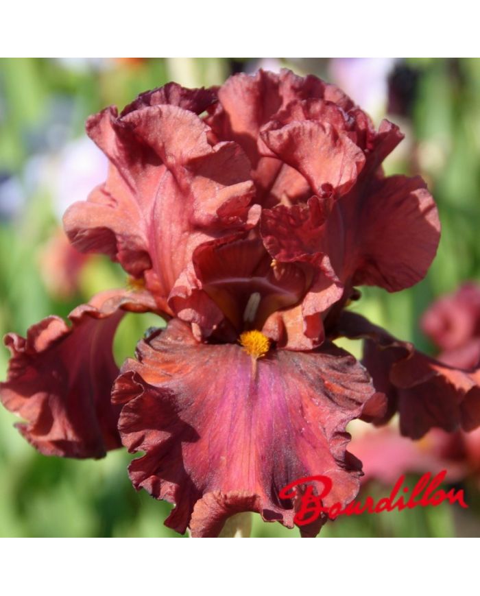 Iris : Bev