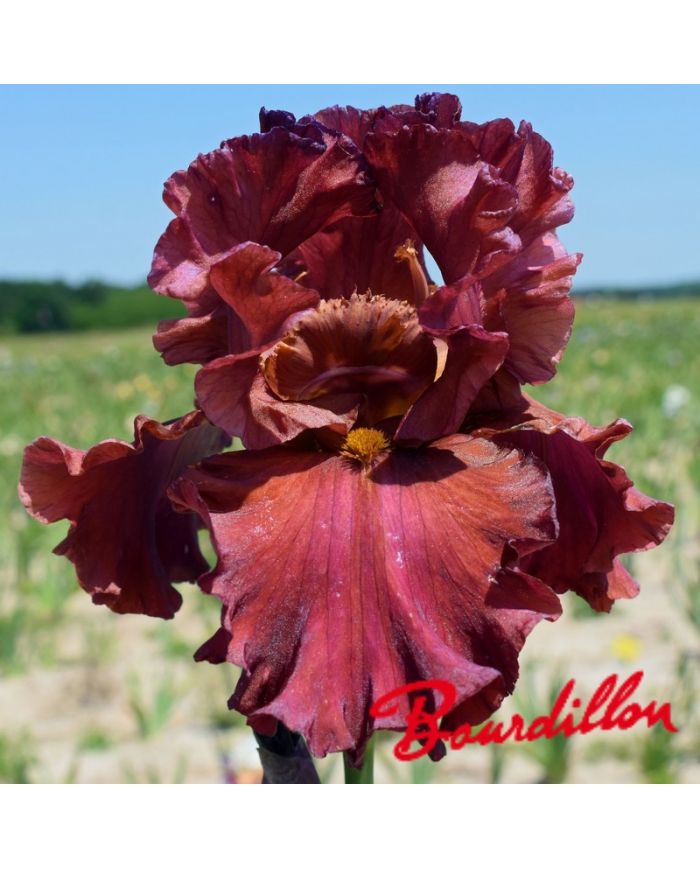Iris : Bev