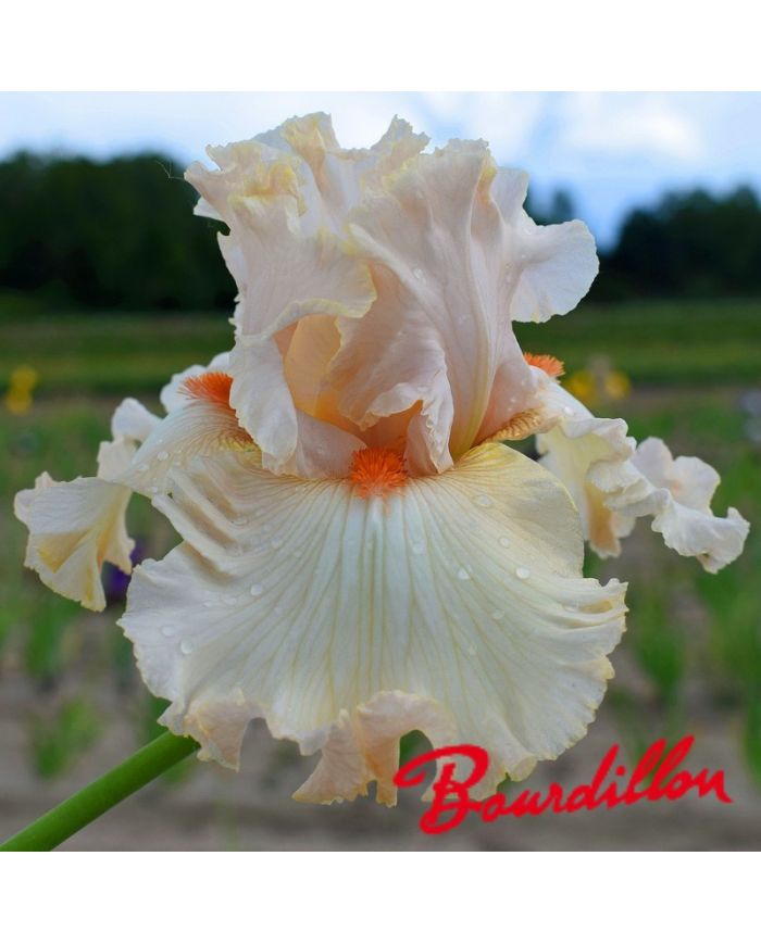 Iris : Kind Word