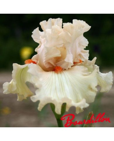 Iris : Kind Word