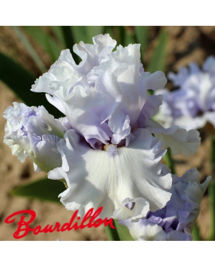 Iris : My Lady's Manor