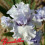 Iris : My Lady's Manor