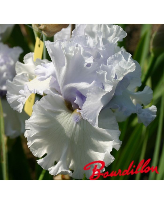 Iris : My Lady's Manor