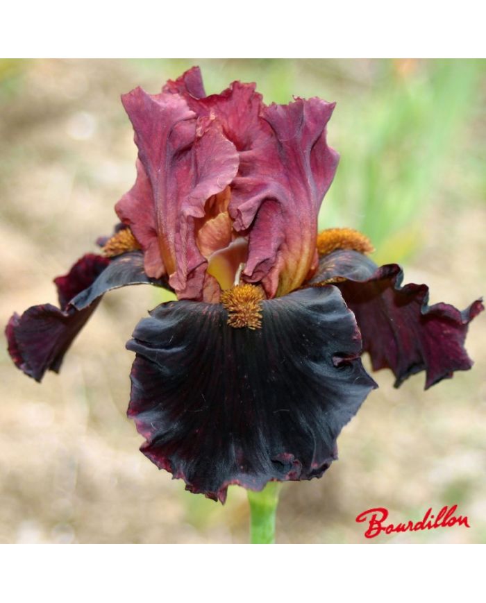 Iris : Smoky Shadow's