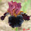 Iris : Smoky Shadow's