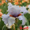 Iris : Trumpeter Swan
