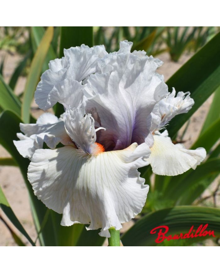 Iris : Trumpeter Swan